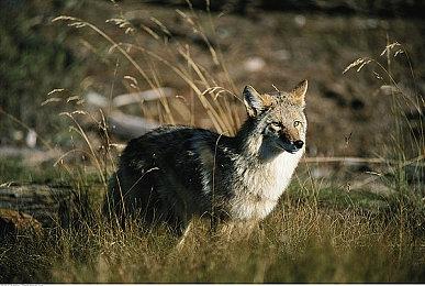 《土豆兄弟》新DLC以及新合作模式公开 好评肉鸽弹幕